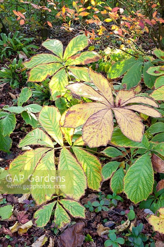 Show leaf in autumn, Rodgersia pinnata 