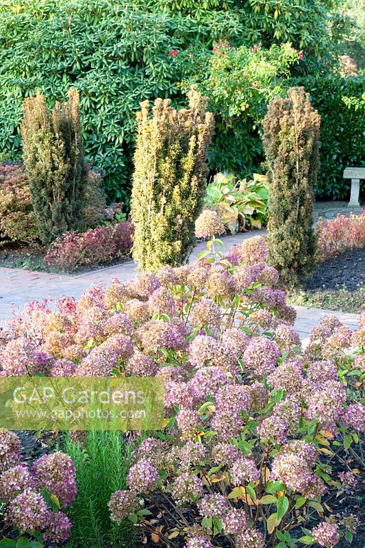 Heath garden in autumn with hydrangeas, hydrangea 
