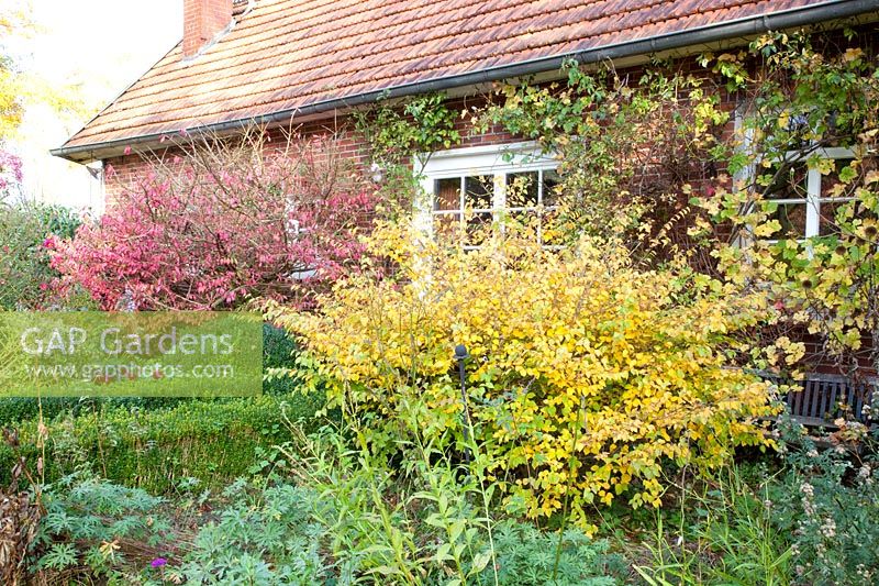 Woody plants in autumn, Corylopsis pauciflora, Euonymus alatus 