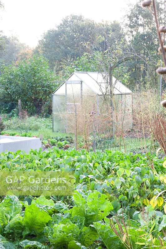 Vegetable garden in October with beans and kale, Brassica oleracea; Phaseolus vulgaris 