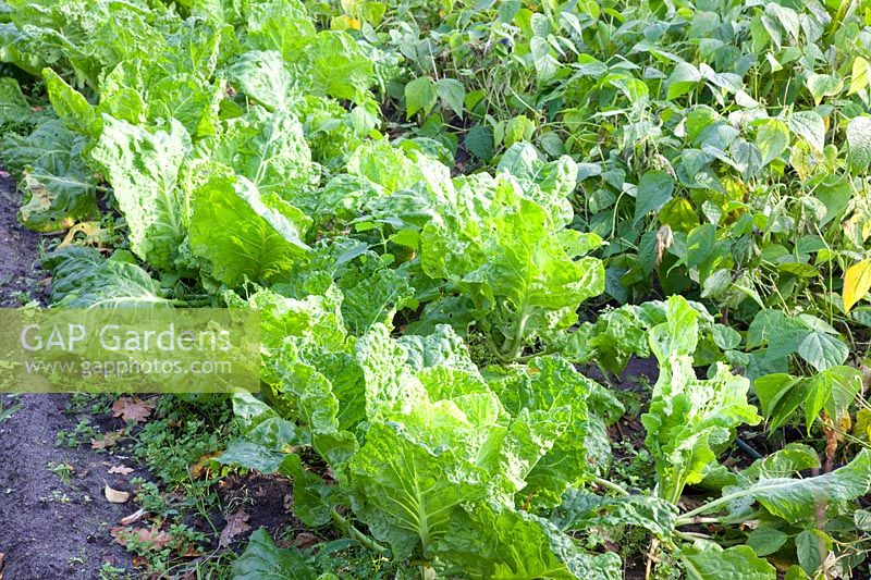 Kale and beans, Brassica oleracea, Phaseolus vulgaris 