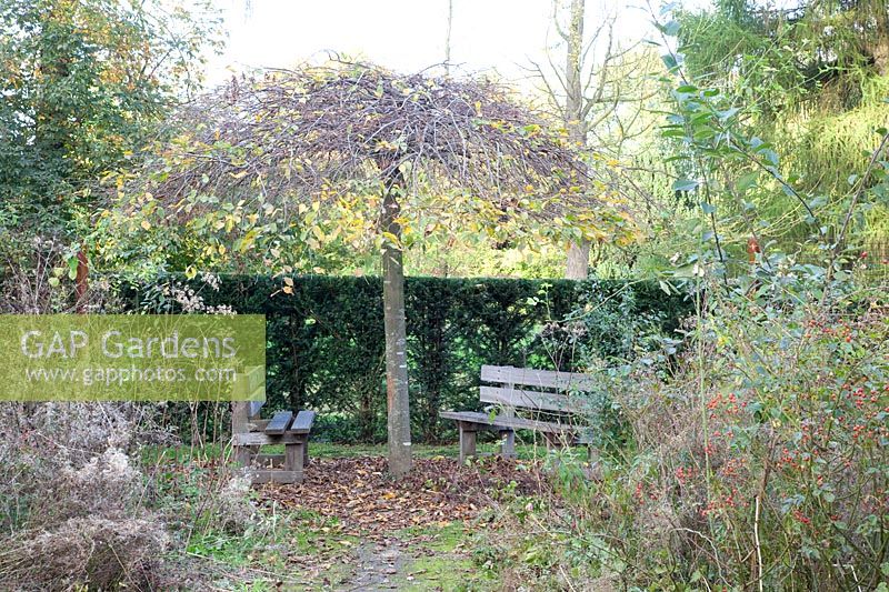 Seating area with silver birch in November, Betula pendula Youngii 