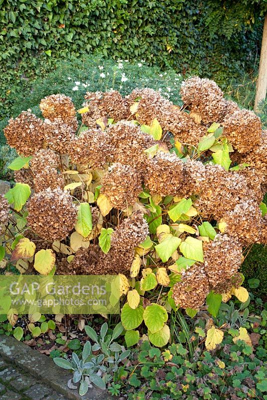 Hydrangeas in October, Hydrangea arborescens Annabelle 