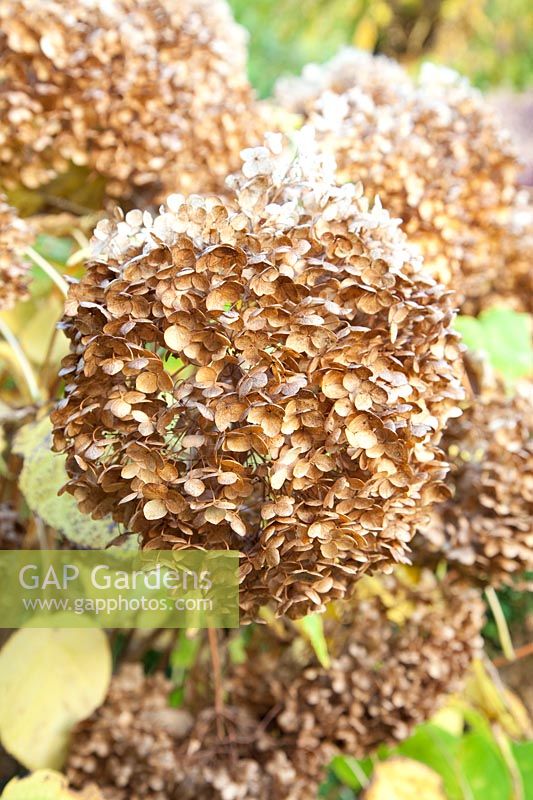 Portrait hydrangeas in October, Hydrangea arborescens Annabelle 