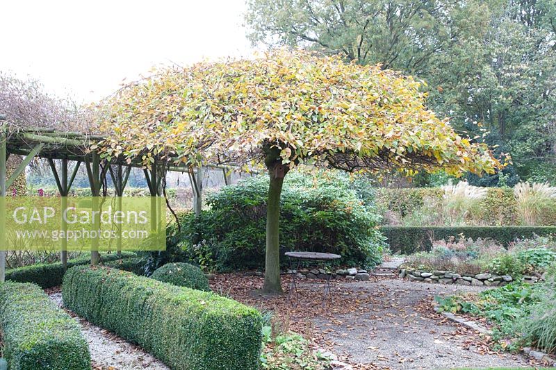 Garden in November with weeping birch, Betula pendula Youngii 