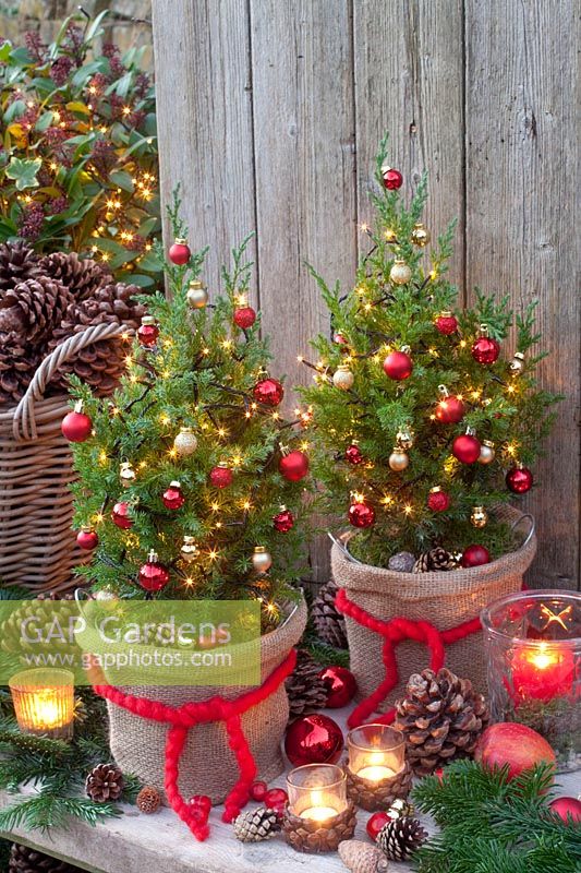 Columnar juniper as a Christmas tree, Juniperus chinensis Stricta 