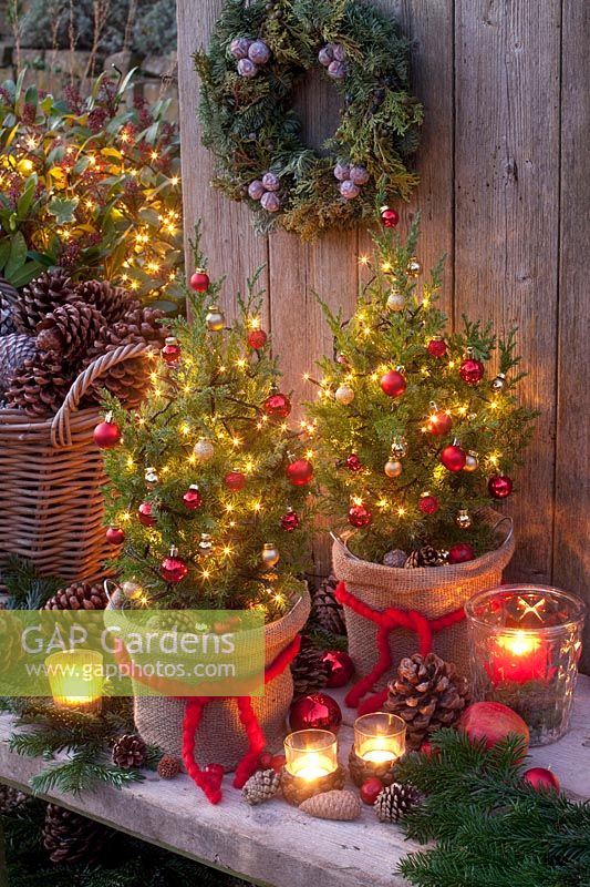 Columnar juniper as a Christmas tree, Juniperus chinensis Stricta 