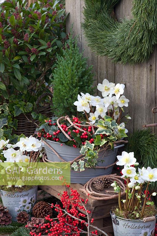 Pots with juniper, yarrow, Christmas roses, skimmia and ivy, Juniperus chinensis Stricta, Gaultheria, Helleborus niger White Christmas, Skimmia japonica Rubella, Hedera helix Goldchild 