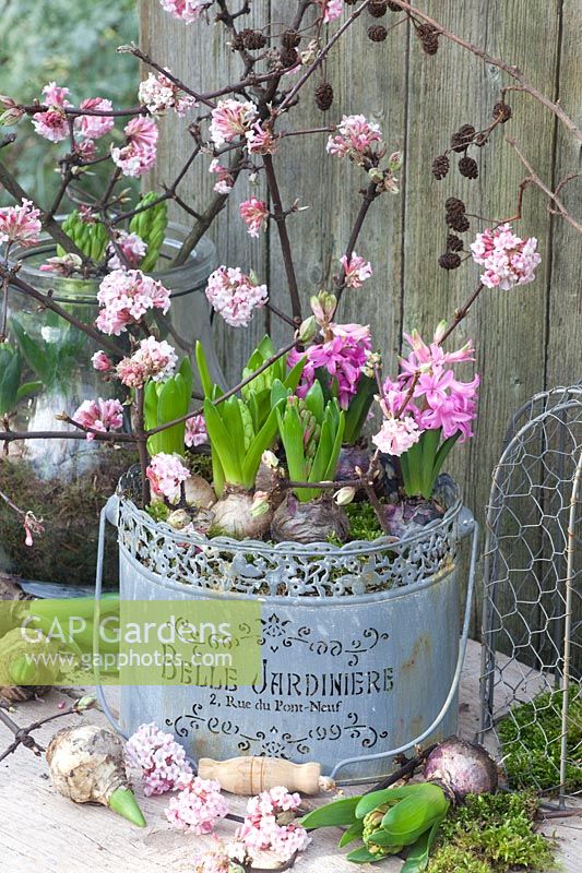 Pre-grown hyacinths and branches of winter viburnum, Hyacinthus, Viburnum bodnantense Dawn 