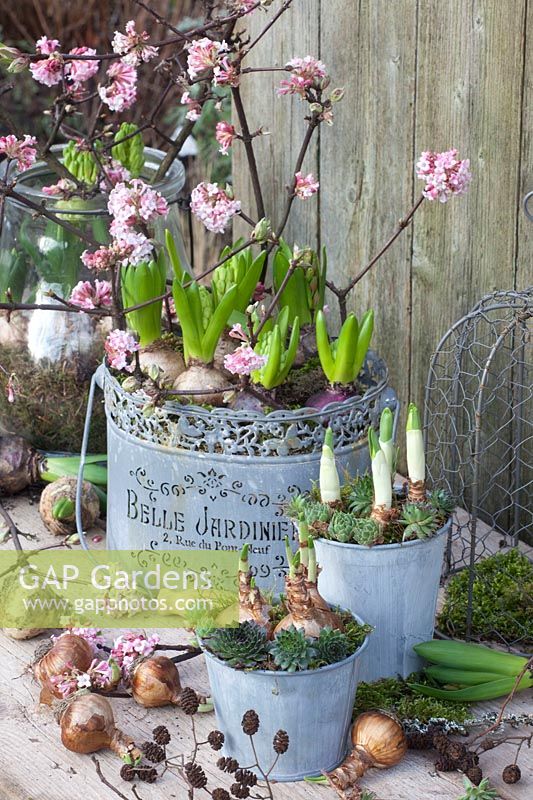 Pre-grown hyacinths and daffodils with houseleek, branches of viburnum, Hyacinthus, Narcissus Bridal Crown, Narcissus Falconet, Sempervivum, Viburnum bodnantense Dawn 