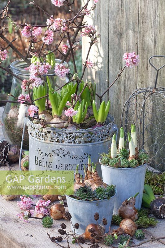 Pre-grown hyacinths and daffodils with houseleek, branches of viburnum, Hyacinthus, Narcissus Bridal Crown, Narcissus Falconet, Sempervivum, Viburnum bodnantense Dawn 