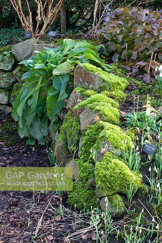 Mossy quarry stone wall in the garden 