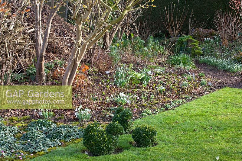 Garden in February with snowdrops and boxwood chickens 