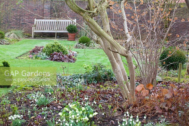Seating in February with Hamamelis 
