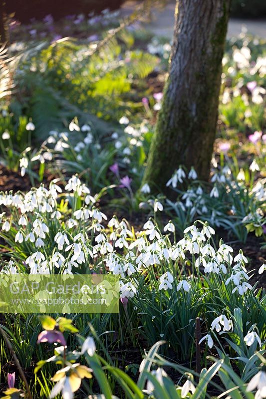 Snowdrops in the bed, selective depth of field, Galanthus 