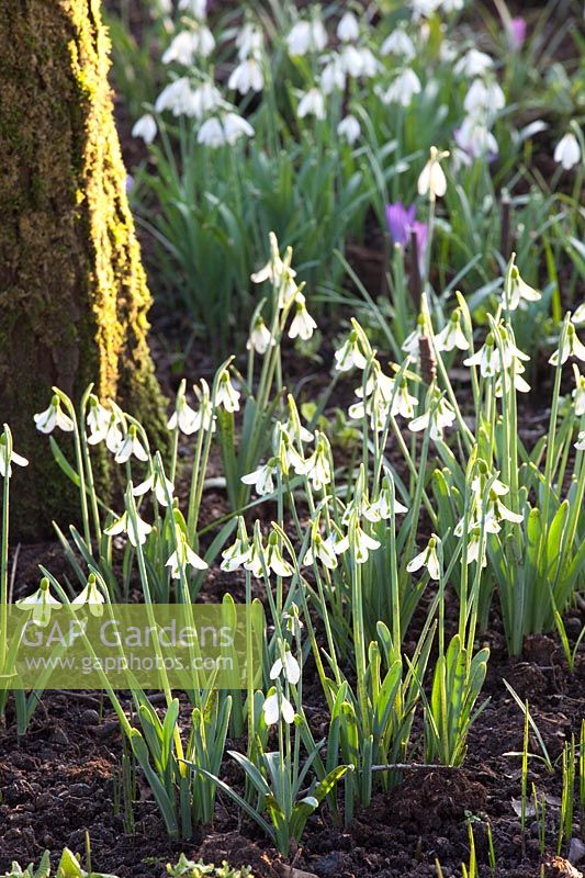 Snowdrops in the bed, Galanthus plicatus South Hayes 