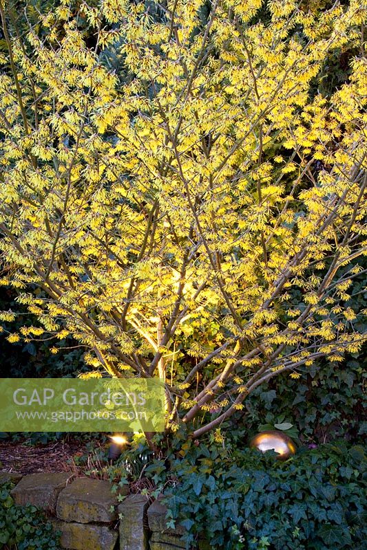 Witch hazel in winter with spotlights, Hamamelis Arnold Promise 