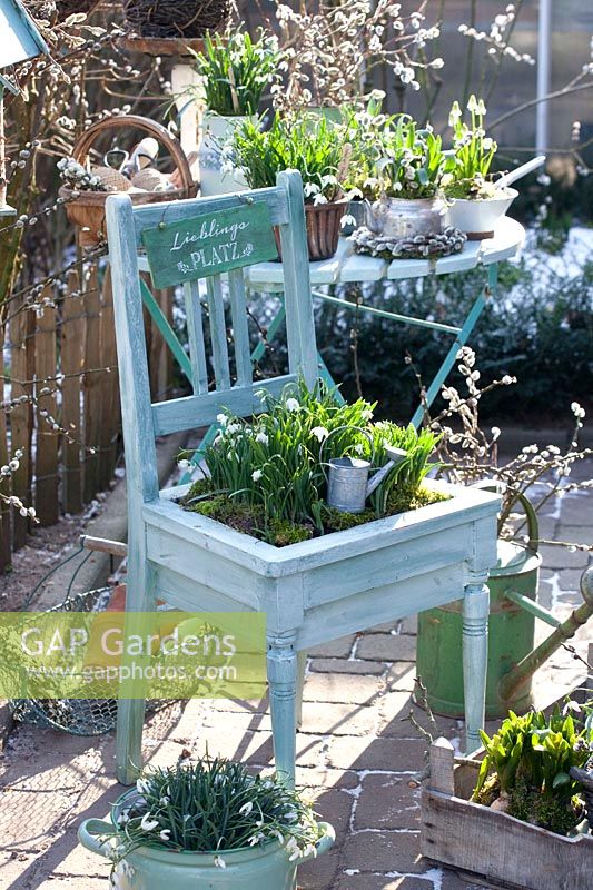 Chair planted with snowdrops, Galanthus nivalis Flore Pleno 