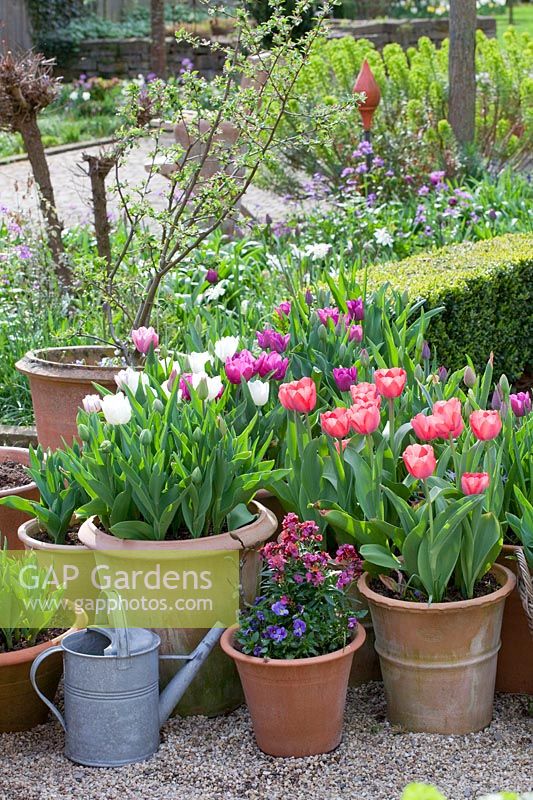 Tulips and Wallflower in pots, Tulipa Menton, Tulipa Purple Prince, Erysimum 