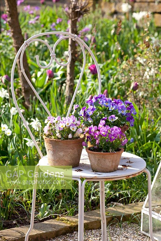 Chair with horned violet in pot, Viola cornuta 