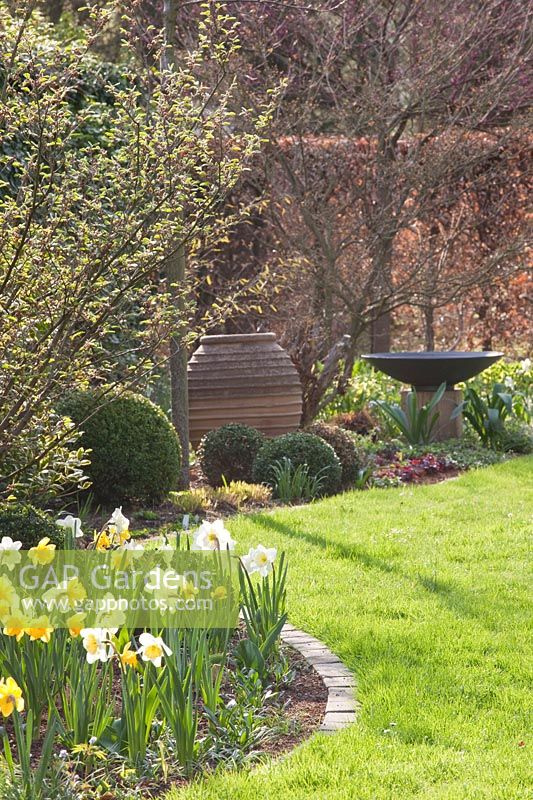 Garden in spring with daffodils and holly balls, Narcissus Dutchmaster, Narcissus Ice Follies, Ilex crenata 