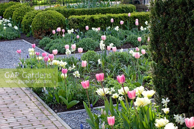 Front garden with tulips and grape hyacinths, Tulipa, Muscari 