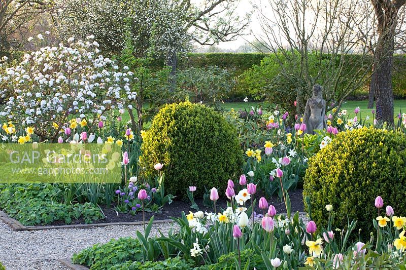 Spring garden with bulb flowers and Easter snowball, Viburnum burkwoodii 