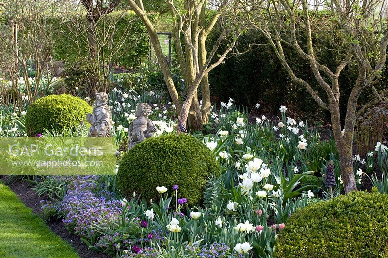 Spring bed in white and blue, Pulmonaria, Buxus, Tulipa Exotic Emperor 