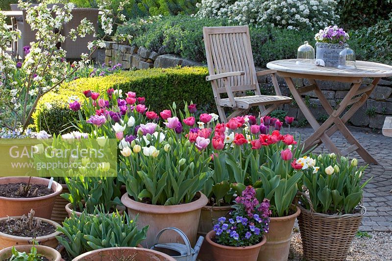 Seating area with tulips in pots, Tulipa 