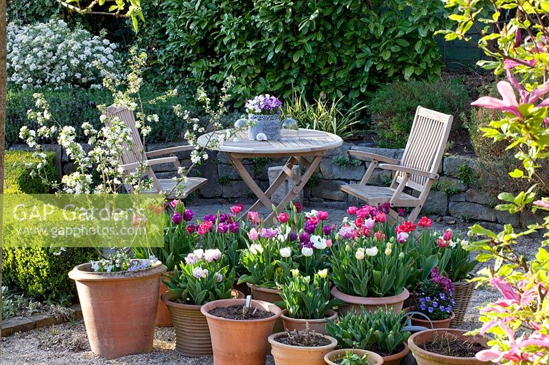 Seating area with tulips and ornamental apple in pots, Tulipa, Malus Golden Hornet 