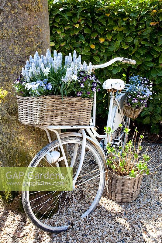 Basket with grape hyacinths and horned violets on a bicycle, Muscari, Viola cornuta 