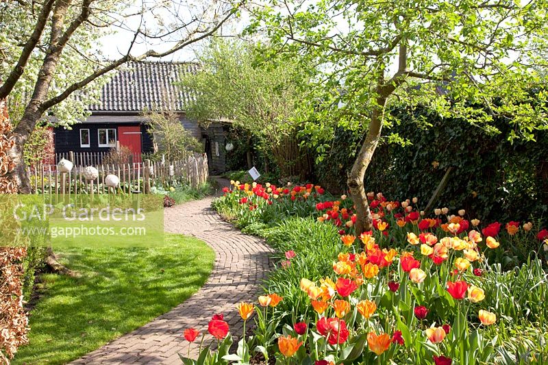 Tulips in a rural garden, Tulipa 