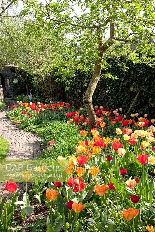 Tulips in a rural garden, Tulipa 