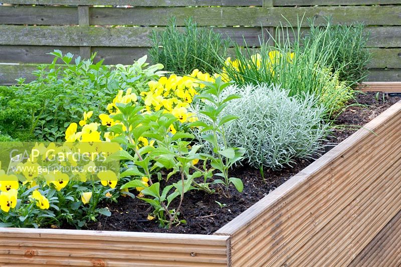 Herbs in the raised bed, Allium schoenoprasum, Helichrysum italicum, Rosmarinus officinalis, Thymus, Stevia rebaudiana 