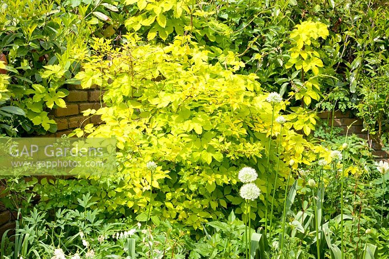 Golden-leaved elderberry with golden hops, Sambucus, Humulus lupulus Aureus 