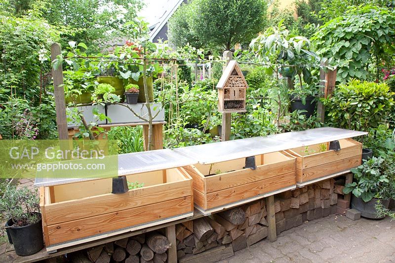 Apple espalier and self-made cold frames, Malus domestica 