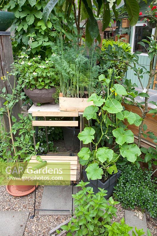 Small vegetable garden with dill, mini cucumber and tomato in pot, Cucumis sativus, Solanum lycopersicum, Anethum graveolens 