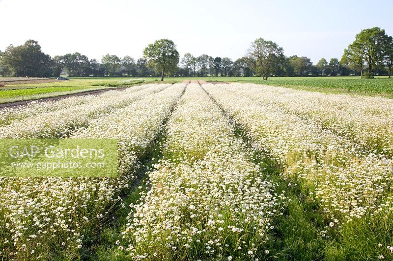 Seed cultivation of daisies, Leucanthemum vulgare 