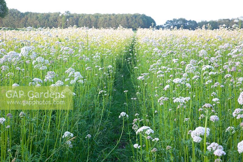 Valerian, Valeriana officinalis 