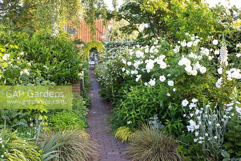 Romantic Garden, Pink Snow White, Lychnis coronaria Alba 