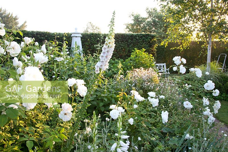 Romantic Garden, Pink Snow White 