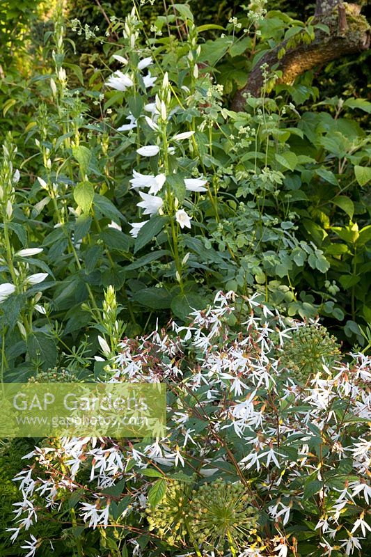 Bellflower and trefoil, Campanula latifolia, Gillenia trifoliata 