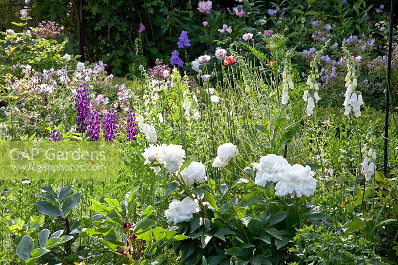 Rural garden with roses, peonies and foxgloves 