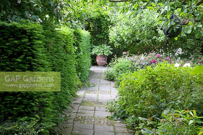 Paths in the garden with yew hedge, taxus 