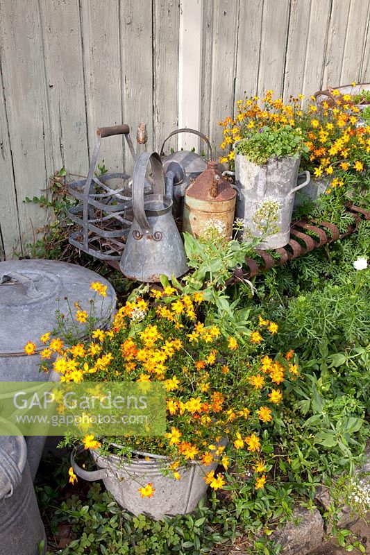 Collection of old pots, Bidens 