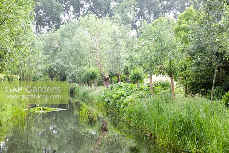 Willows on the banks, Salix 