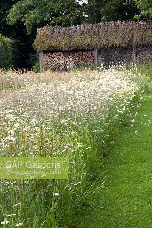 Wildflower meadow with daisies and grasses, Leucanthemum vulgare 