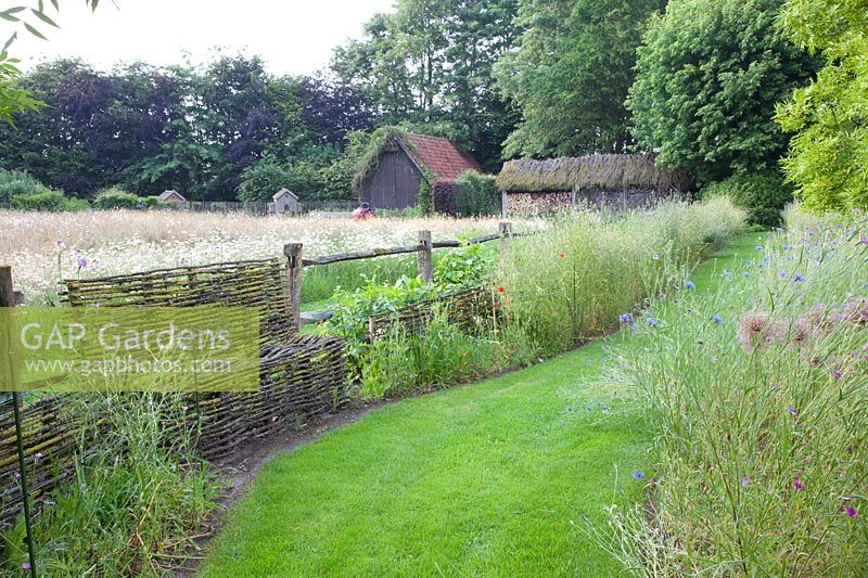 Wildflower meadow with daisies, corncockle and cornflowers, Agrostemma githago, Centaurea cyanus 