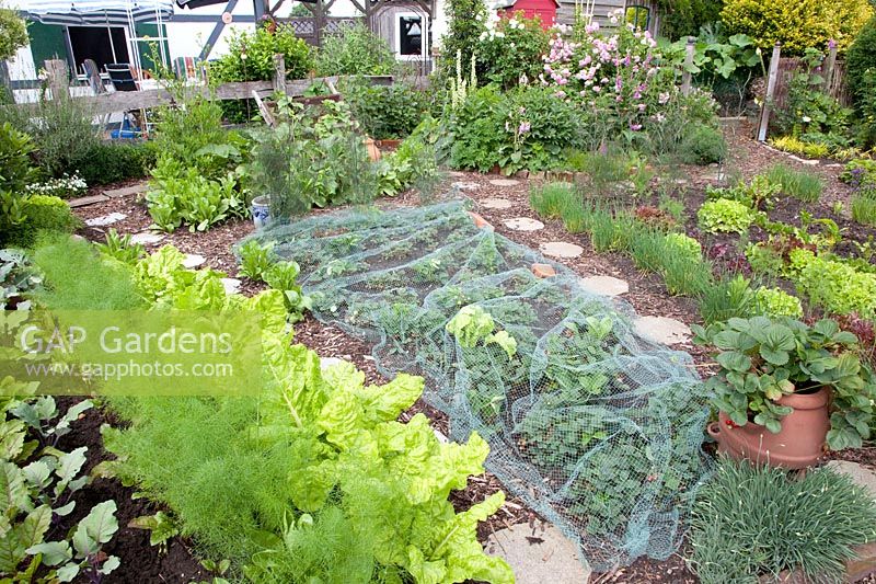 Vegetable garden 