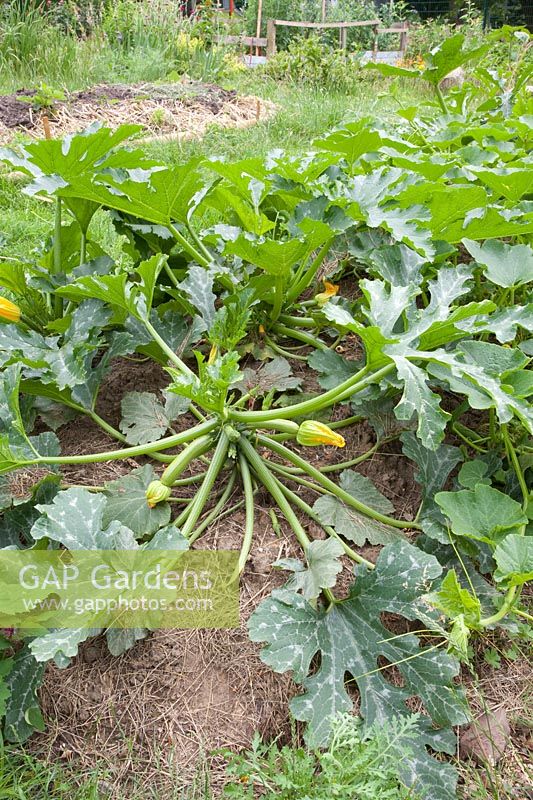 Zucchini with mulch, Cucurbita pepo 